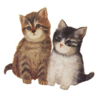 Dec/Transfers 2 Kittens