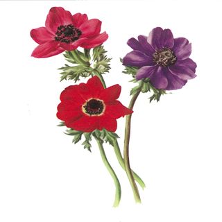 Dec/Transfers 3 Flowers