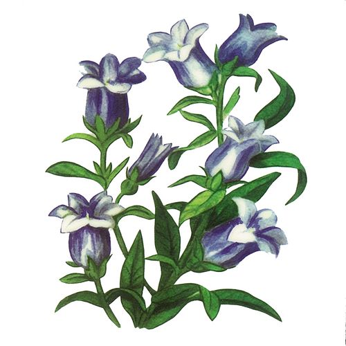 Dec/Transfers Blue Flowers