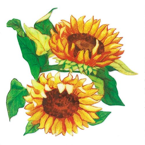 Dec/Transfers Sunflowers