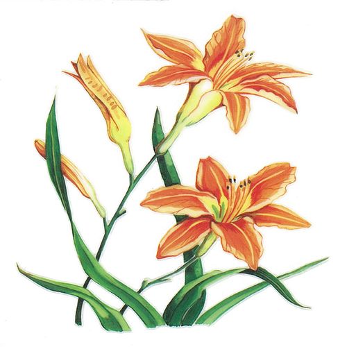 Dec/Transfers Orange Flowers