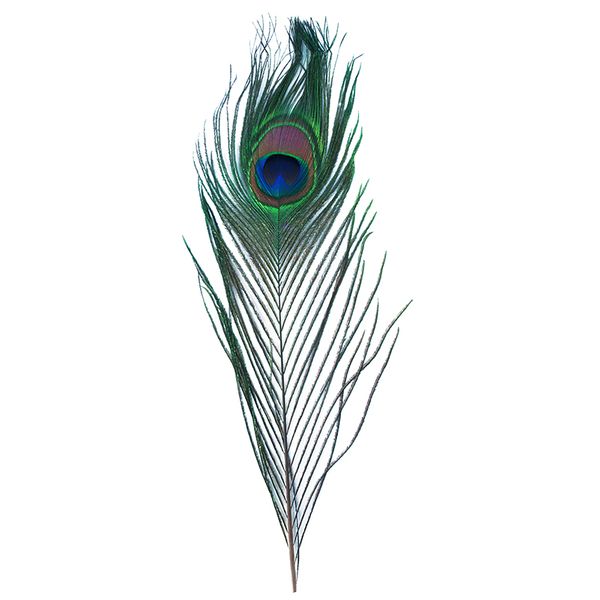 FEATHER PEACOCK EYES 2PC