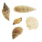 SHELLS ASSORTED STYLES NATURAL 100G