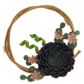 Ornamental Succulent 1Pc