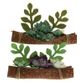 SUCCULENT BOAT 2PCS