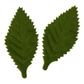 CUT OUT LEAVES GREEN 6pc