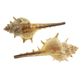 Shells Spikey Natural 100g