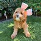 EASTER BUNNY EARS W/CARROT HEADBAND 1PC