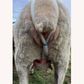 ADLAM Versatile Lambing Harness