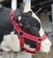 CHINMARK Bull/Teaser Harness with Fluoro Pink Crayon