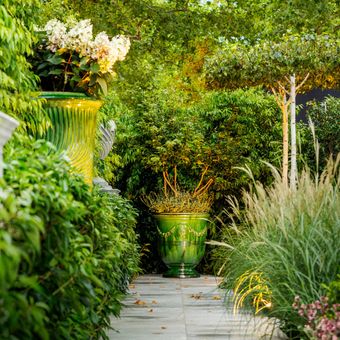 Buxus Balls