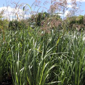 Calamagrostis x acutiflora 'Karl Foerster'