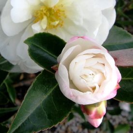 Camellia sasanqua Asakura