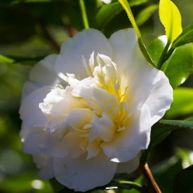 Camellia japonica 'Brushfields Yellow'