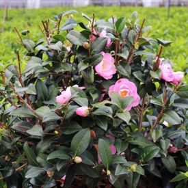 Camellia Ball