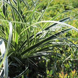 Carex oshimensis 'Feather Falls' pbr