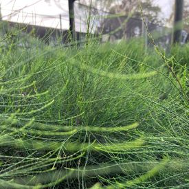 Casuarina glauca 'Greenwave' pbr