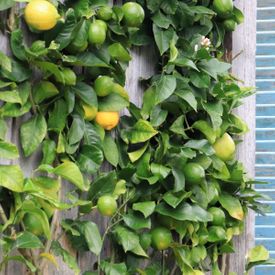 Lemon Trellis