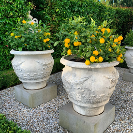 Citrus x meyeri 'Lemonicious' pbr