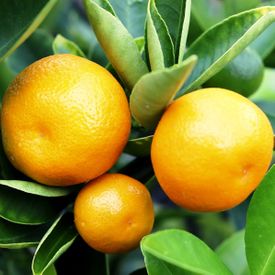 Citrus x microcarpa Cumquat 'Calamondin'