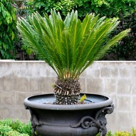 Cycas Revoluta