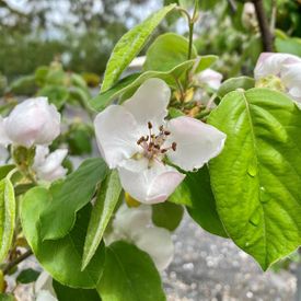 Cydonia oblonga 'Champion' (Quince)