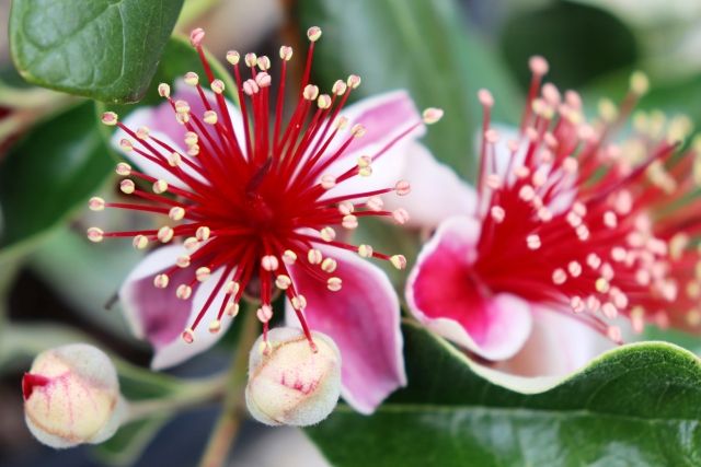 Acca Sellowiana Flower