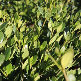 Acacia cognata 'Mini Cog' pbr