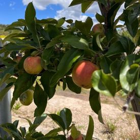 Malus domestica 'Pink Lady' Espalier