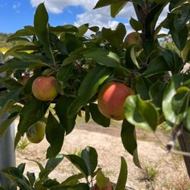 Malus domestica 'Pink Lady' Espalier