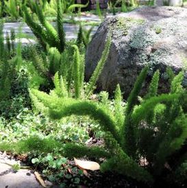 Asparagus densiflorus 'Myersii'