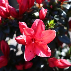 Azalea 'Scarlet Dragon'