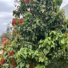 Brachychiton x acerifolius