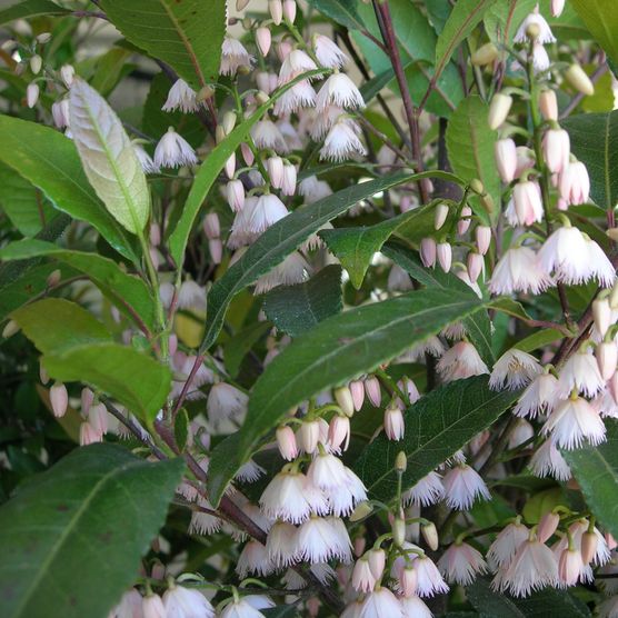 Elaeocarpus reticulatus Flower