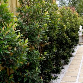 Elaeocarpus reticulatus Pink - Stock bed hedge (2).jpg