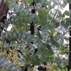 Eucalyptus pulverulenta 'Baby Blue'