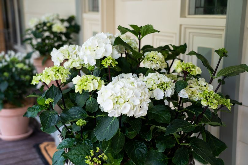 Hydrangea White Knight