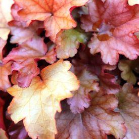 Heuchera hybrid 'Peach Flambé' pbr