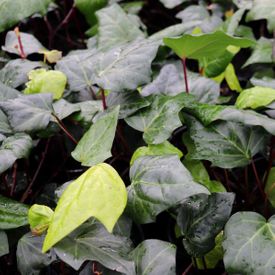 Hedera canariensis