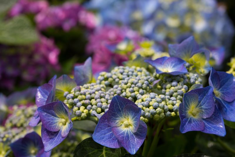 Hydrangea Blue Lace Cap