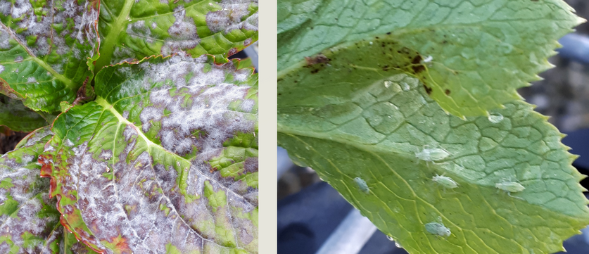 Hydrangea Pest and Disease