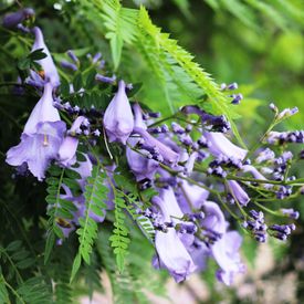 Jacaranda mimosifolia