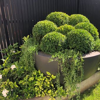 Buxus Balls