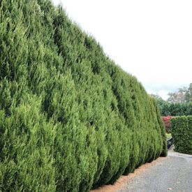 Juniperus chinensis 'Spartan'