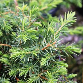 Juniperus conferta