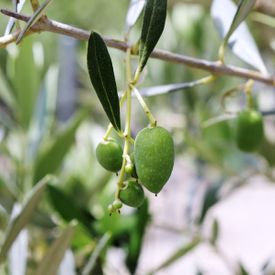 Olea europaea