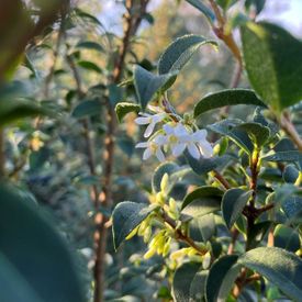 Osmanthus x burkwoodii