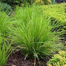 Lomandra longifolia 'Tanika'