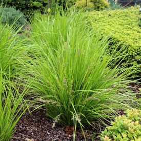 Lomandra longiflora