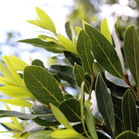 Laurus nobilis Miles Choice - Bay Tree